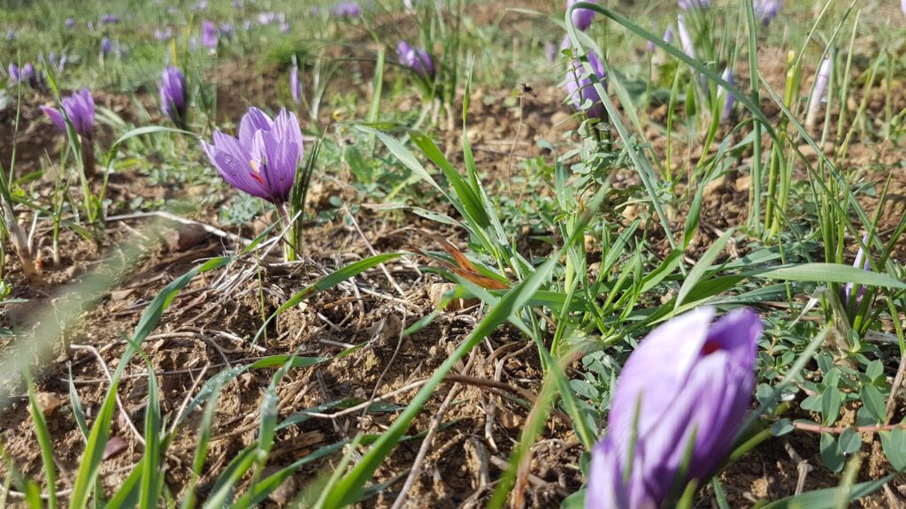 I nostri fiori di zafferano belli e colorati