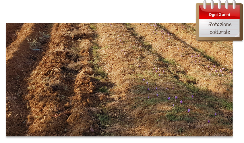 Metà terreno è arato, l'altra metà è ricca di fiori di zafferano