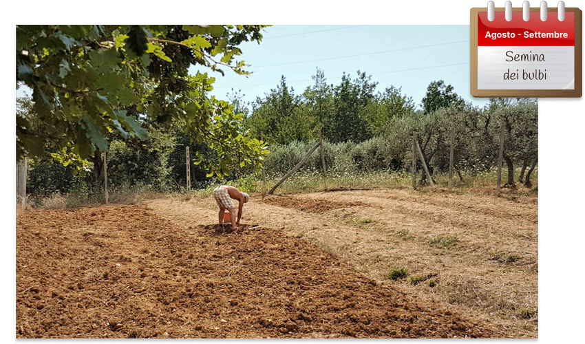 Il terreno dove Roberto sta seminando i bulbi è ben ripulito