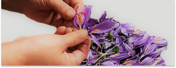 Il fiore viene allargato leggermente per estrarre i tre pistilli