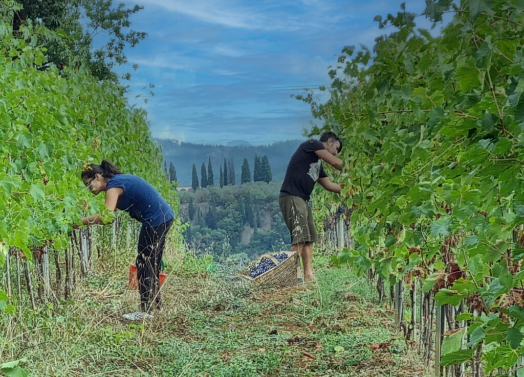 Roberto e Valentina Caputo durante la vendemmia